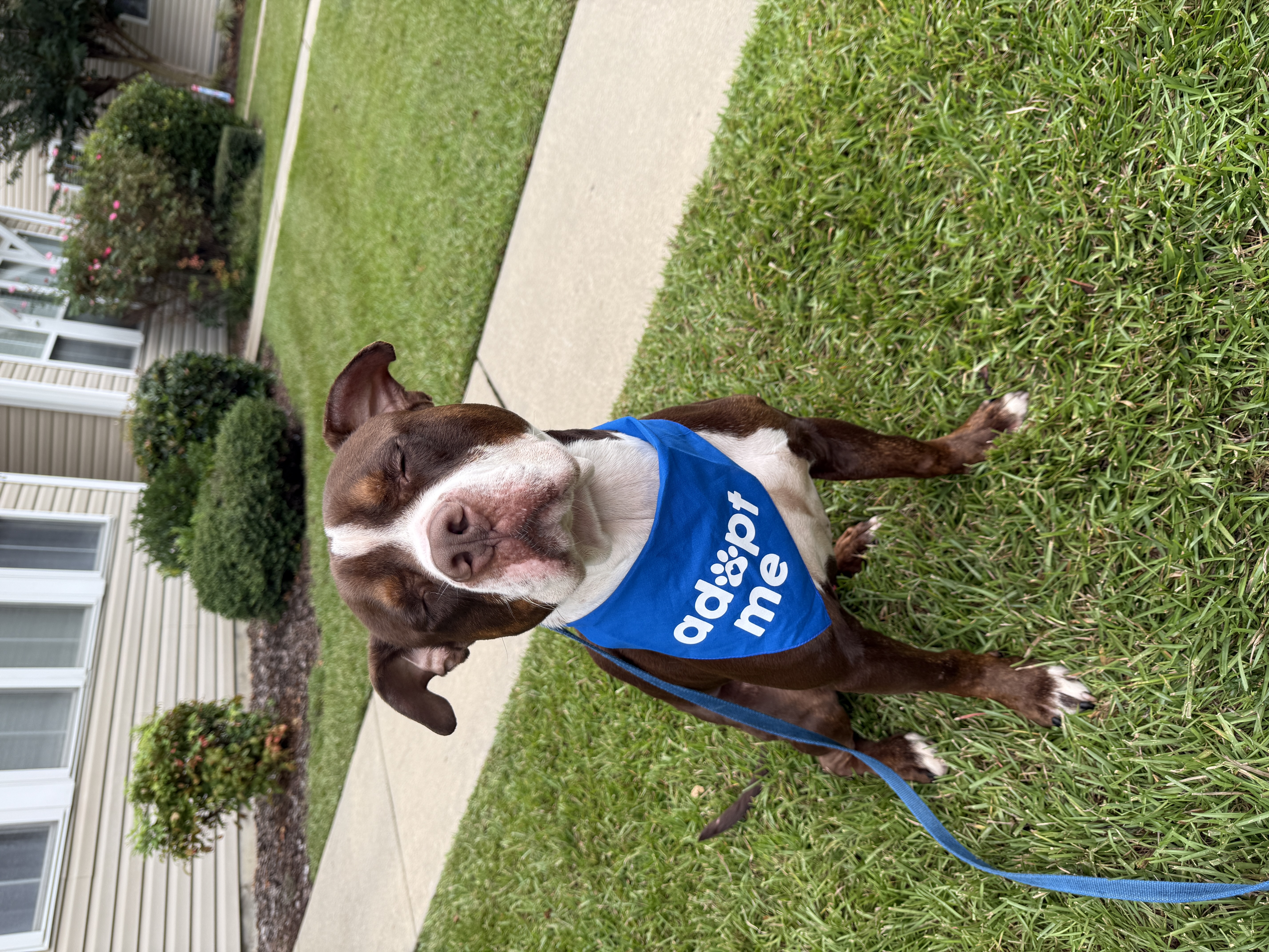 Lenny waiting for adoption